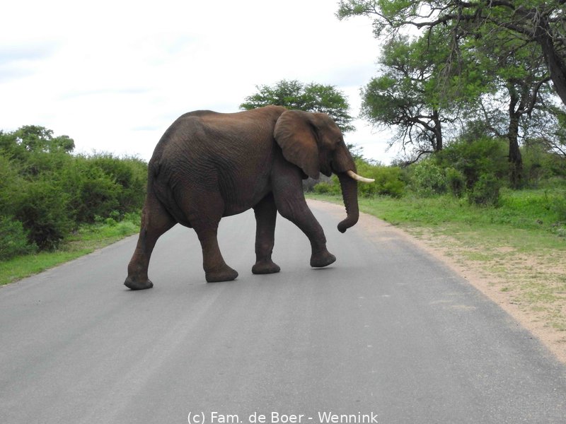 191121_114828-02 Olifant op de weg.JPG